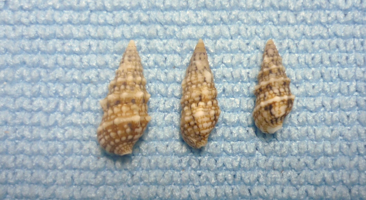 Cerithium renovatum forma pulchellum?